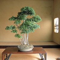 storia bonsai 1